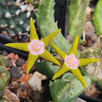 Stapelia flavopurpurea